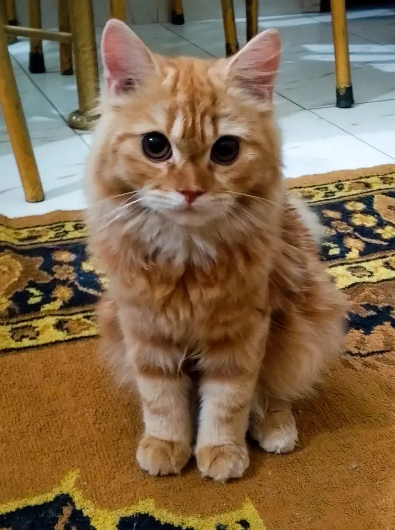 Persian cat — photo 2