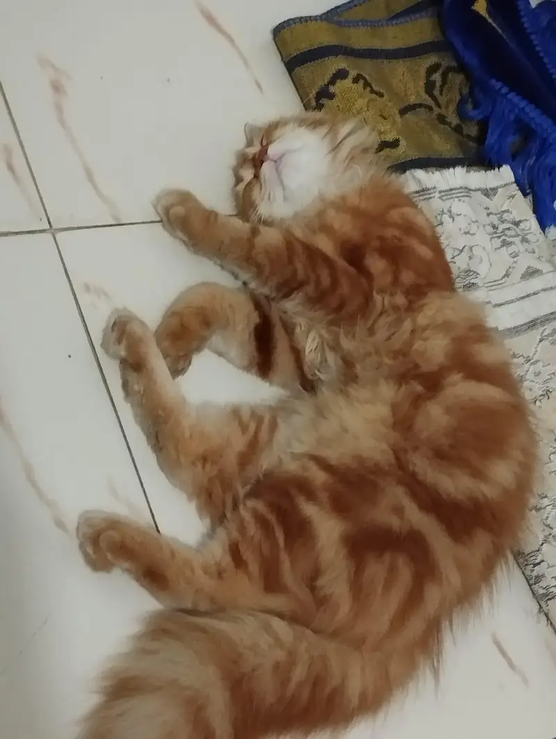 Persian cat — photo 3