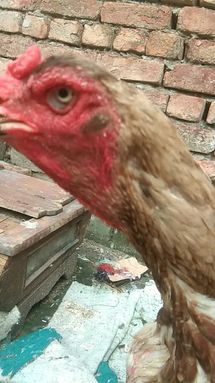 pure shamo long hight female available — photo 3