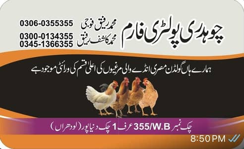 Golden Misri pathi