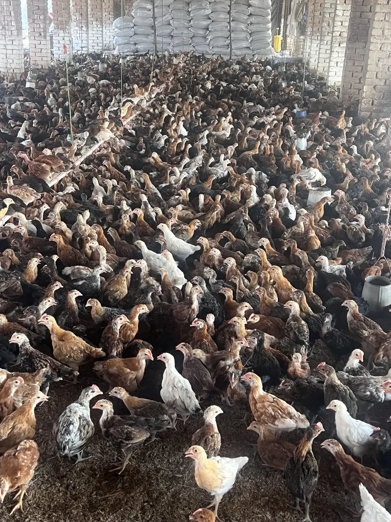 Golden Misri pathi — photo 3