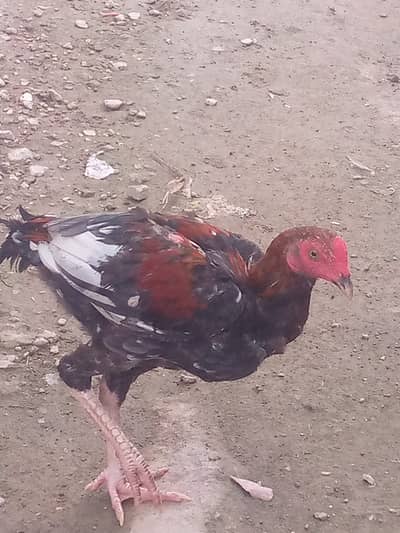 Aseel mianwali cock