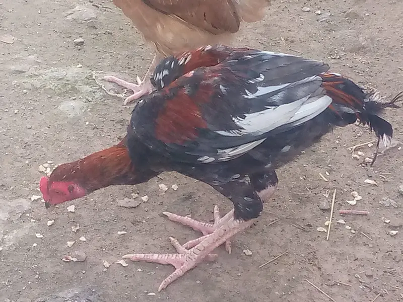 Aseel mianwali cock — photo 2