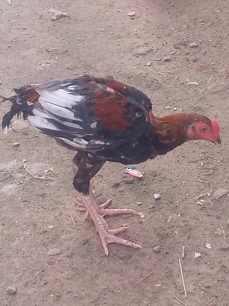 Aseel mianwali cock — photo 3
