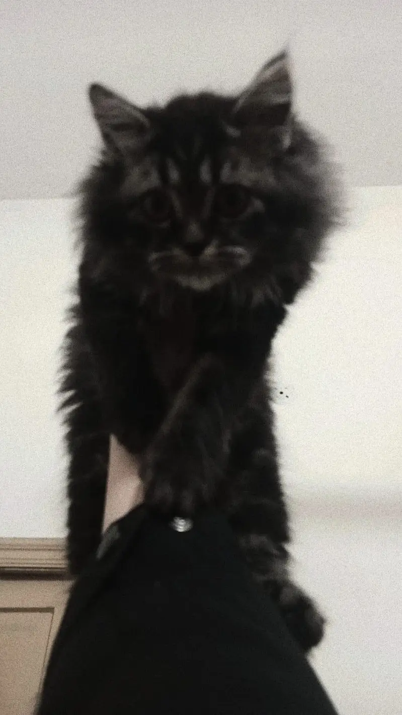 Healthy & Fluffy Persian Mix Kitten for Sale — photo 2