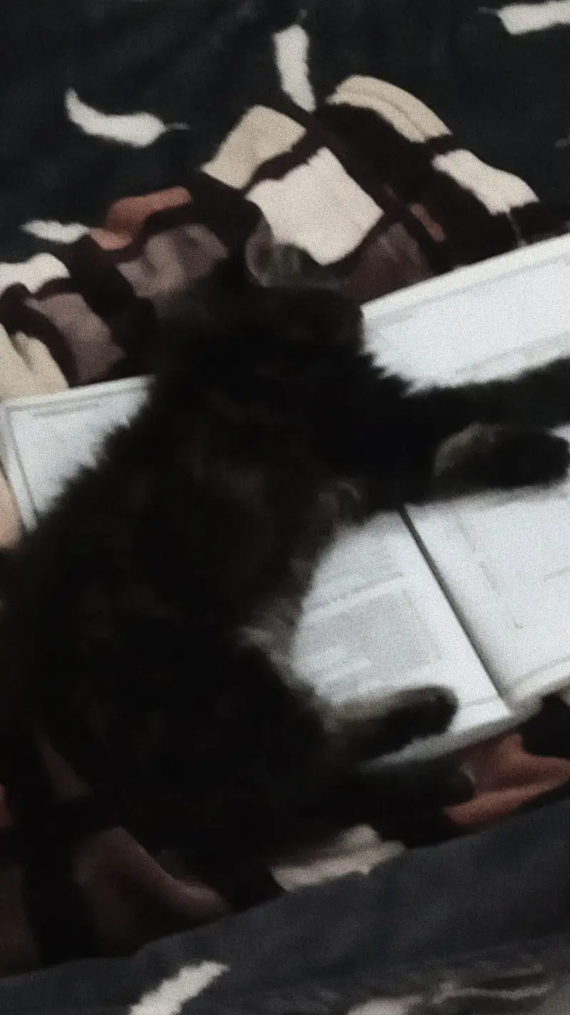 Healthy & Fluffy Persian Mix Kitten for Sale — photo 3