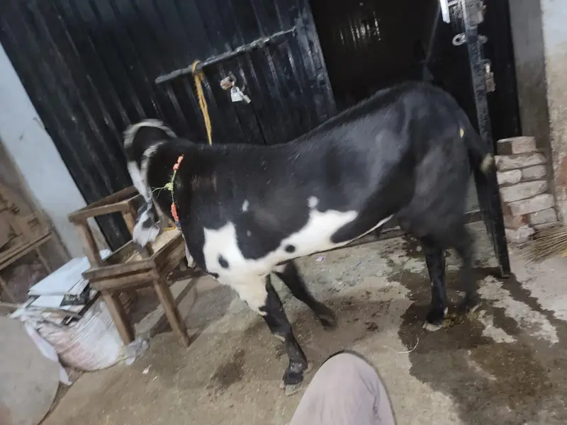 pure amratsari beetal — photo 5