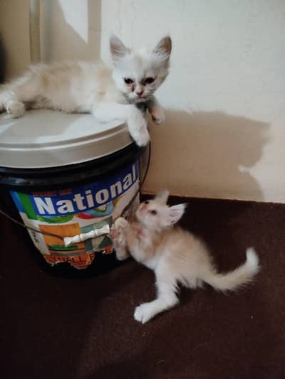 2 Persian Cat Babies