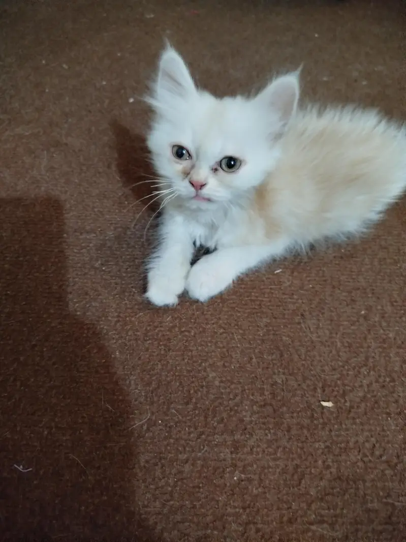 2 Persian Cat Babies — photo 2