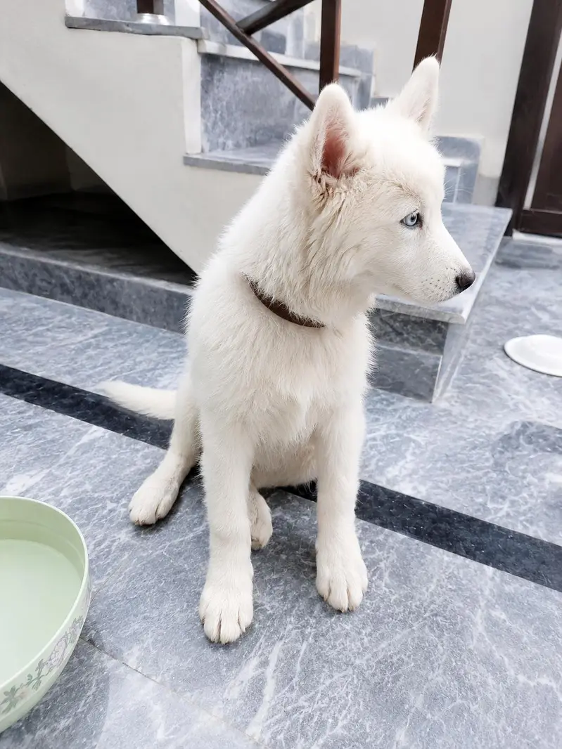 Siberian Husky for sale