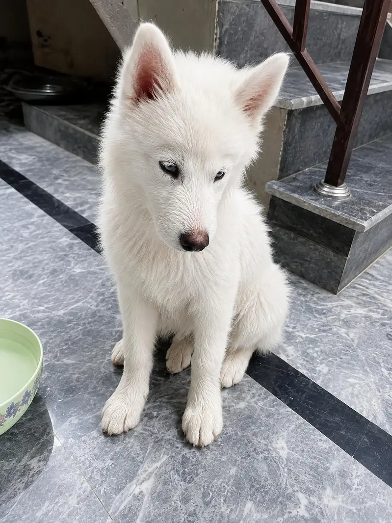 Siberian Husky for sale — photo 2