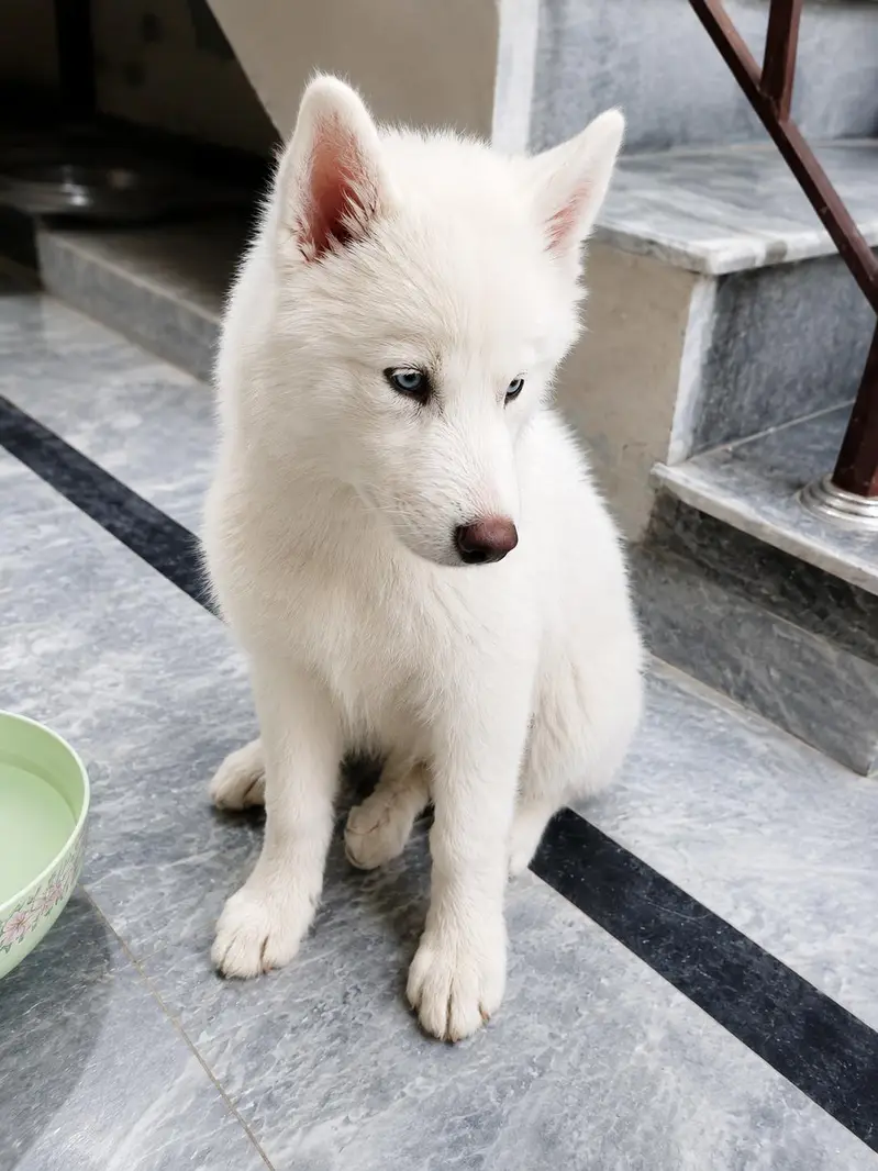 Siberian Husky for sale — photo 3
