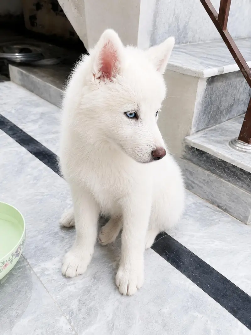 Siberian Husky for sale — photo 4