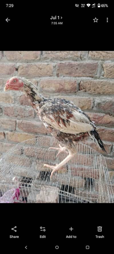 bandi gaddi Madi available