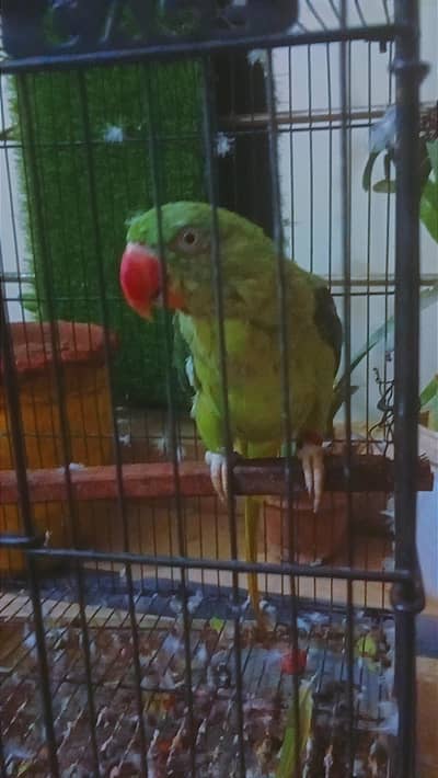 ALEXANDER RAW TALKING PARROT 