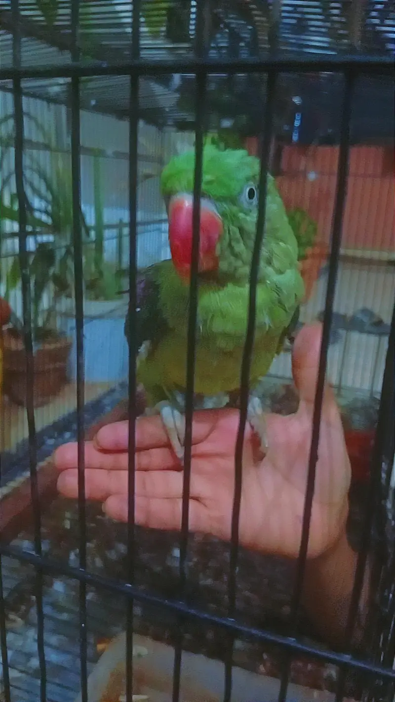 ALEXANDER RAW TALKING PARROT  — photo 2