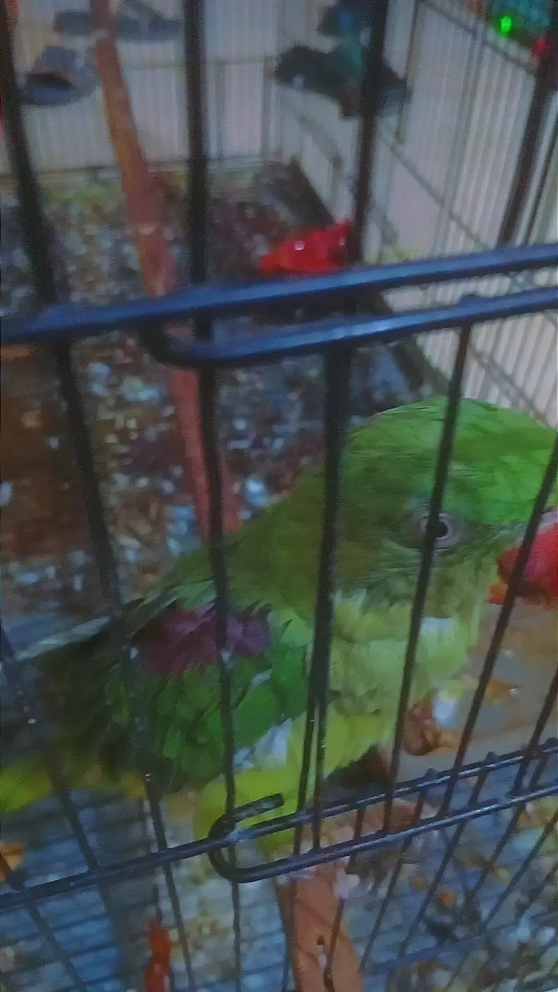 ALEXANDER RAW TALKING PARROT  — photo 3