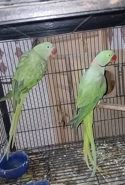 (Eno Pied Fellow) Common white cocktail pair sale Bolta hand tamed tha