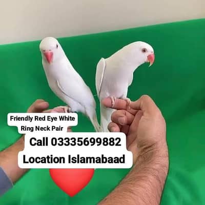 Pair Hand Tamed White Ring Neck Friendly Parrots  Male/Female