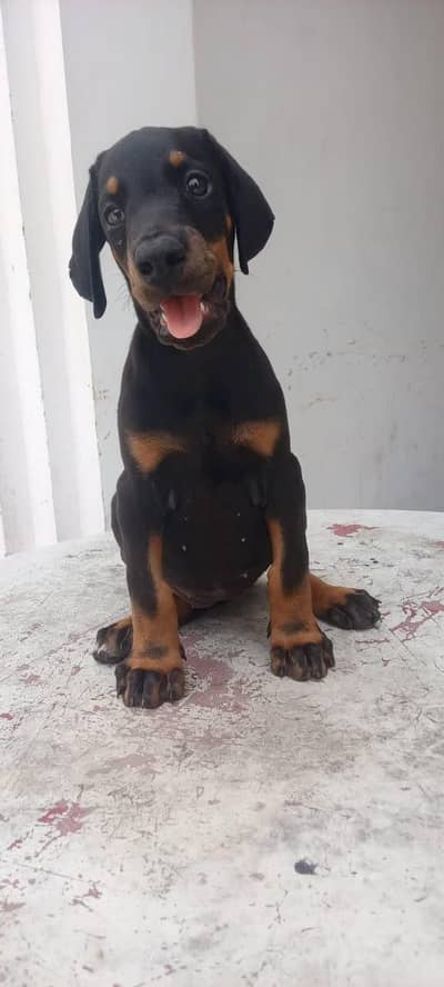 doberman