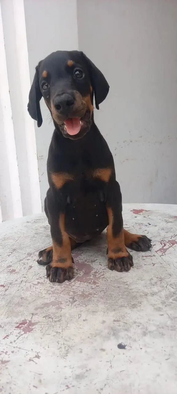 doberman