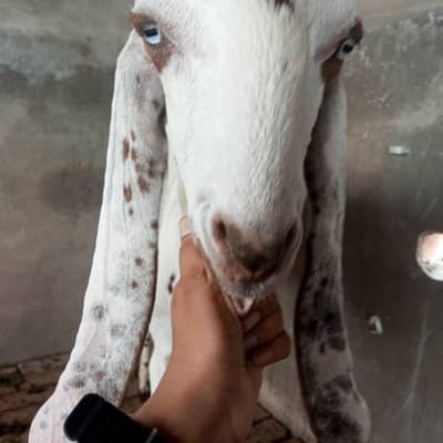 Desi bakra 2 dant for sale