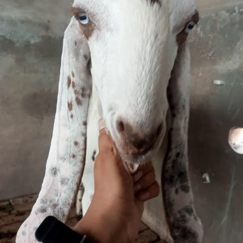 Desi bakra 2 dant for sale