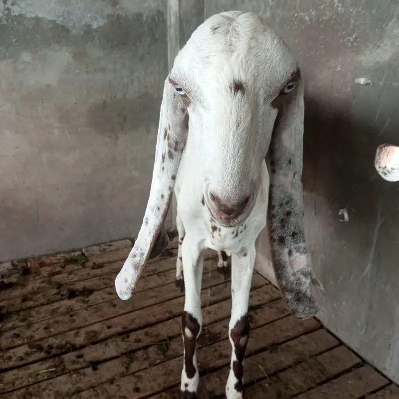 Desi bakra 2 dant for sale — photo 2