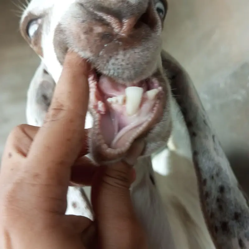 Desi bakra 2 dant for sale — photo 3