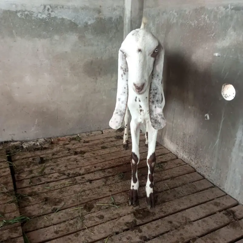Desi bakra 2 dant for sale — photo 4