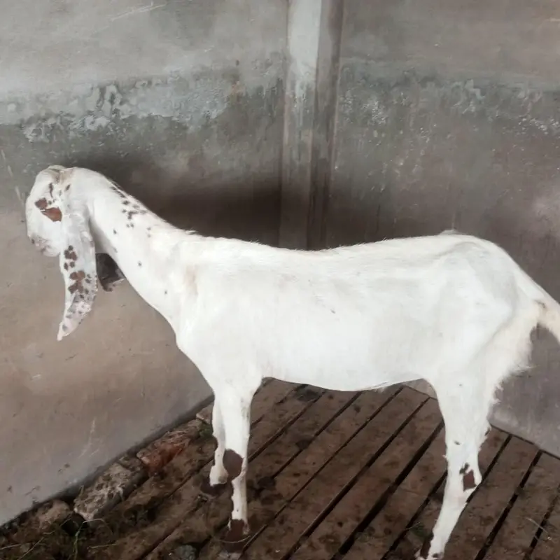 Desi bakra 2 dant for sale — photo 5