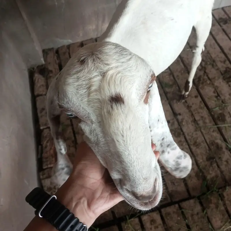 Desi bakra 2 dant for sale — photo 6