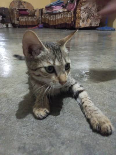 cute cat