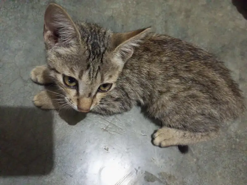 cute cat — photo 2