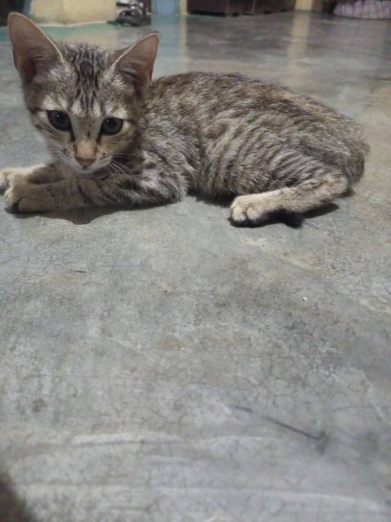 cute cat 2