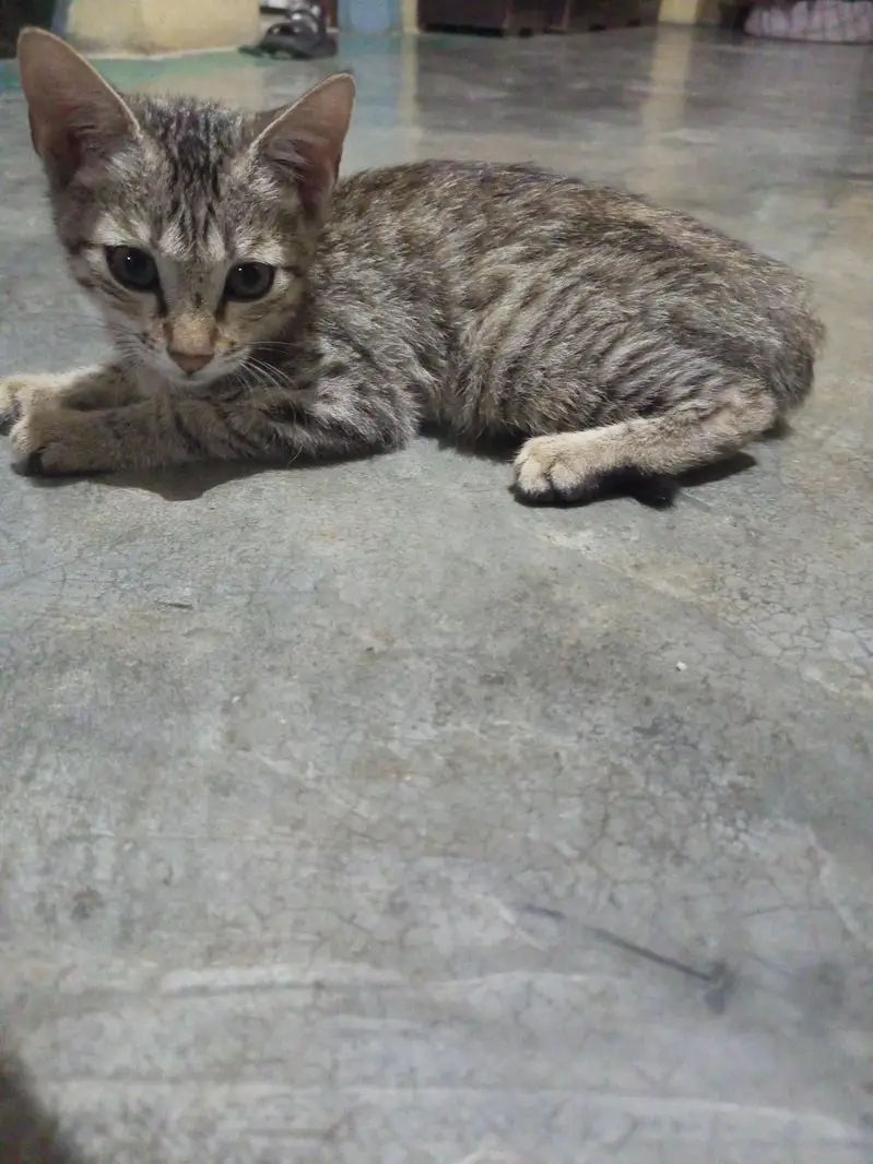 cute cat — photo 3