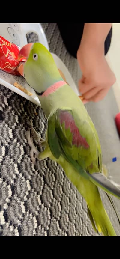 Male parrot