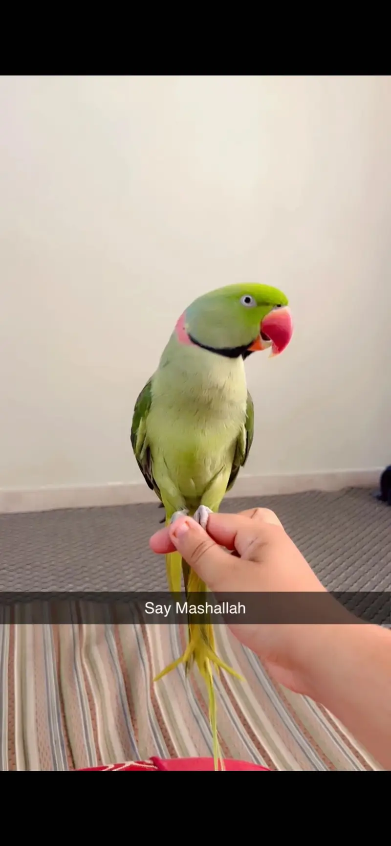Male parrot — photo 2