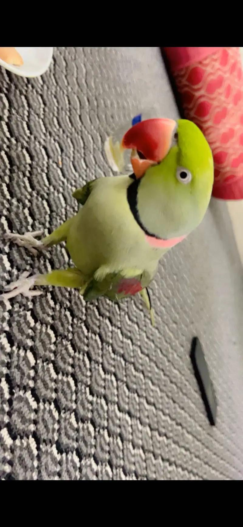 Male parrot — photo 3