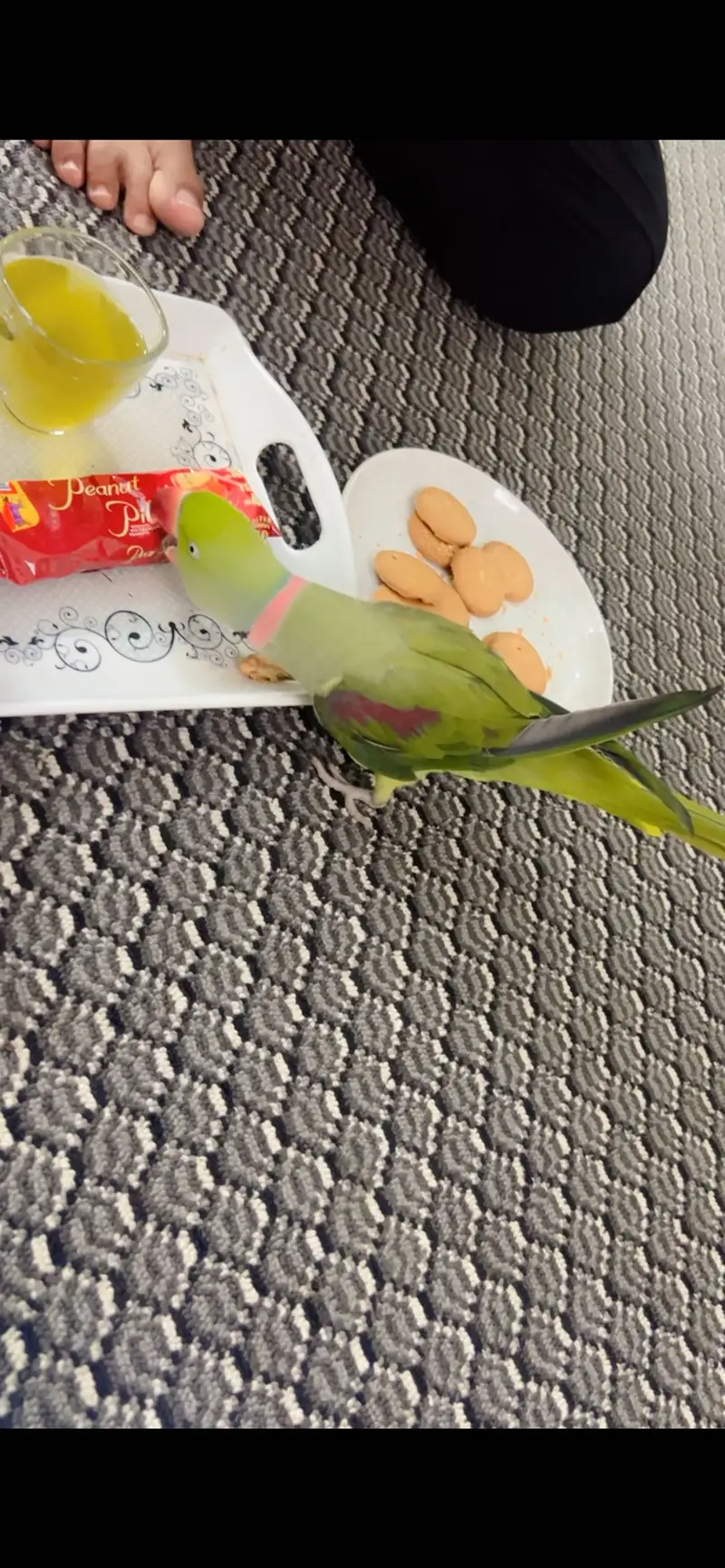 Male parrot — photo 4