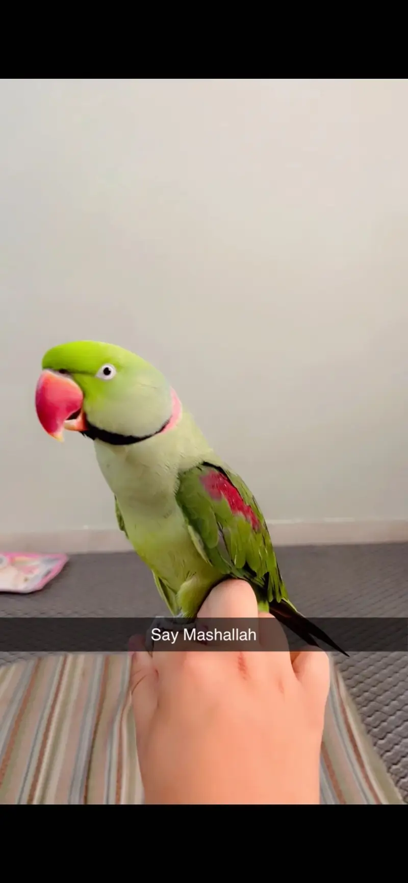 Male parrot — photo 5