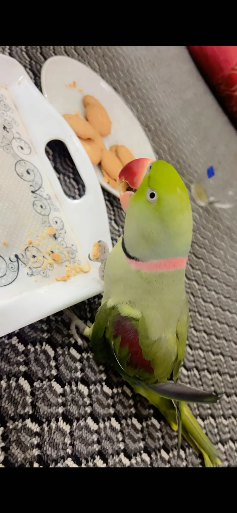 Male parrot — photo 7