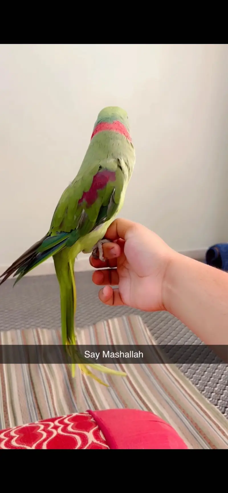Male parrot — photo 9