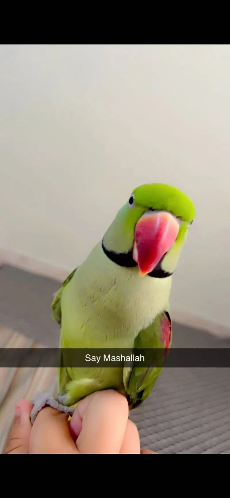 Male parrot — photo 10