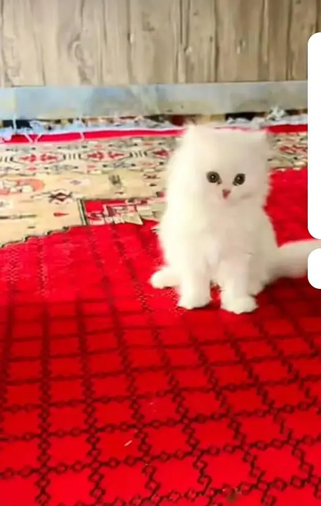 persian cat for sale — photo 4