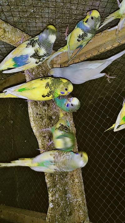 Australian parrots single piece 350 1 pair 650