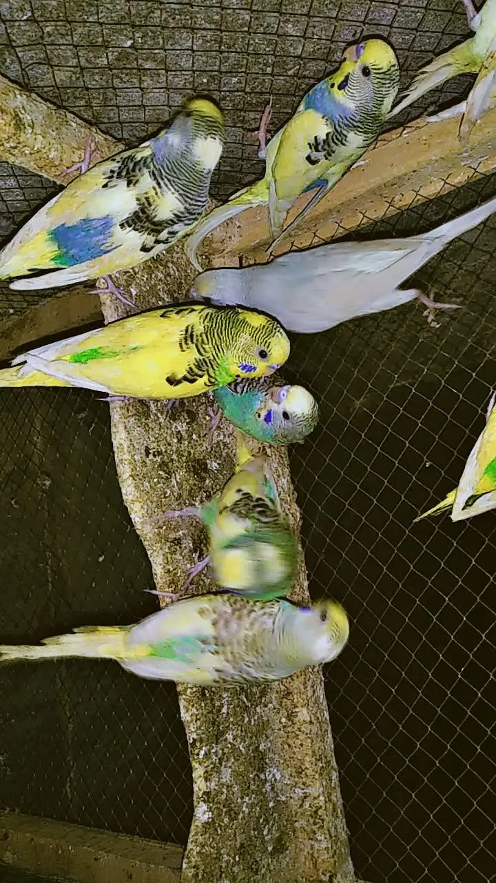 Australian parrots single piece 350 1 pair 650 — photo 2