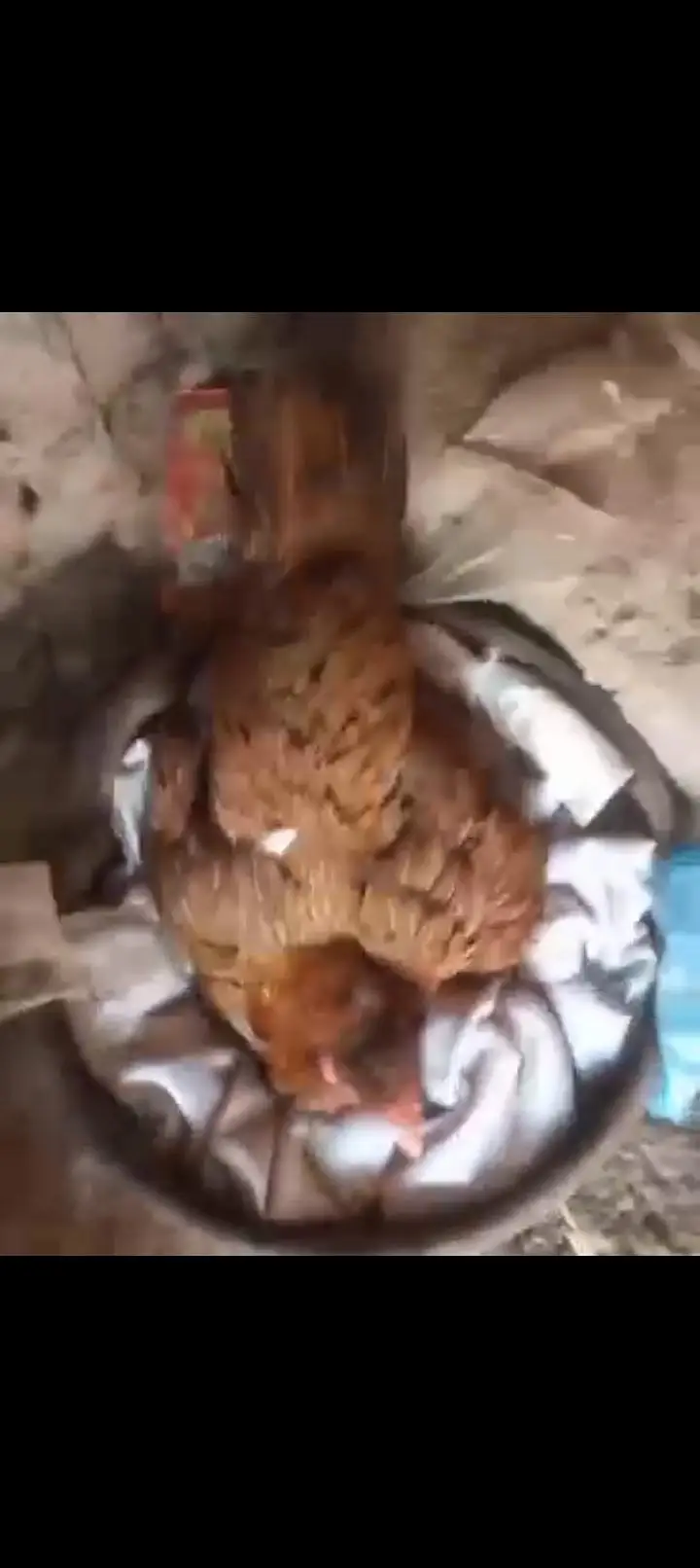 4 kurak female — photo 3