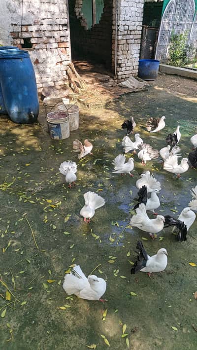 English fantail lakky available black and white