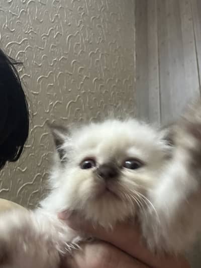 Purebred Himalayan Kitten – 3 Months 